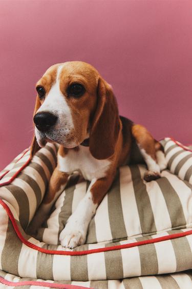 STRIPED PET BED WITH PIPING - Light green by Zara