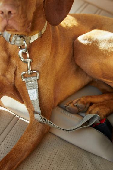 PET CAR SAFETY BELT - Khaki by Zara