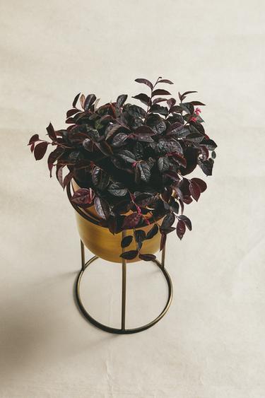 GOLD PLANTER - Golden by Zara