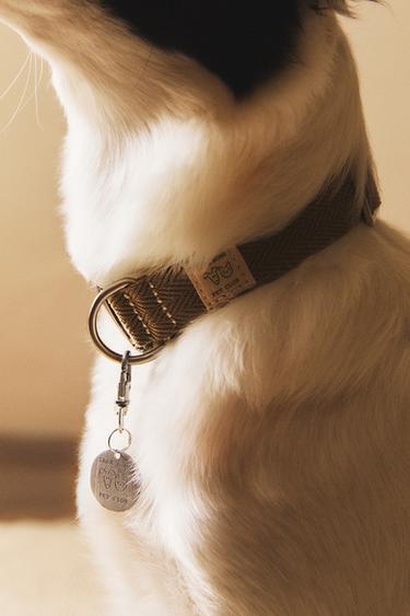 COLOURED DOG COLLAR - Khaki by Zara