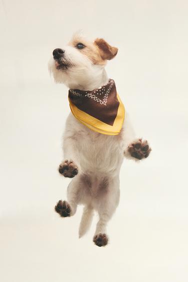 PAISLEY COTTON PET BANDANA - Brown by Zara