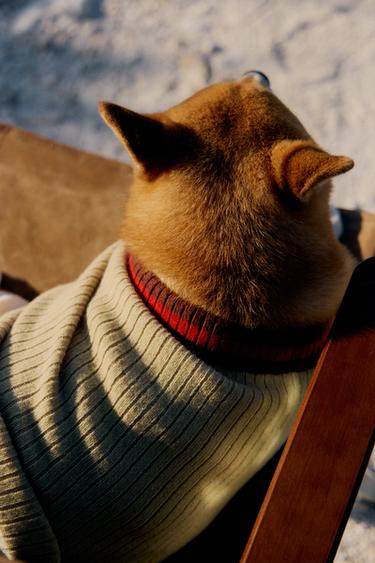 RIBBED PET SWEATER - Light green by Zara